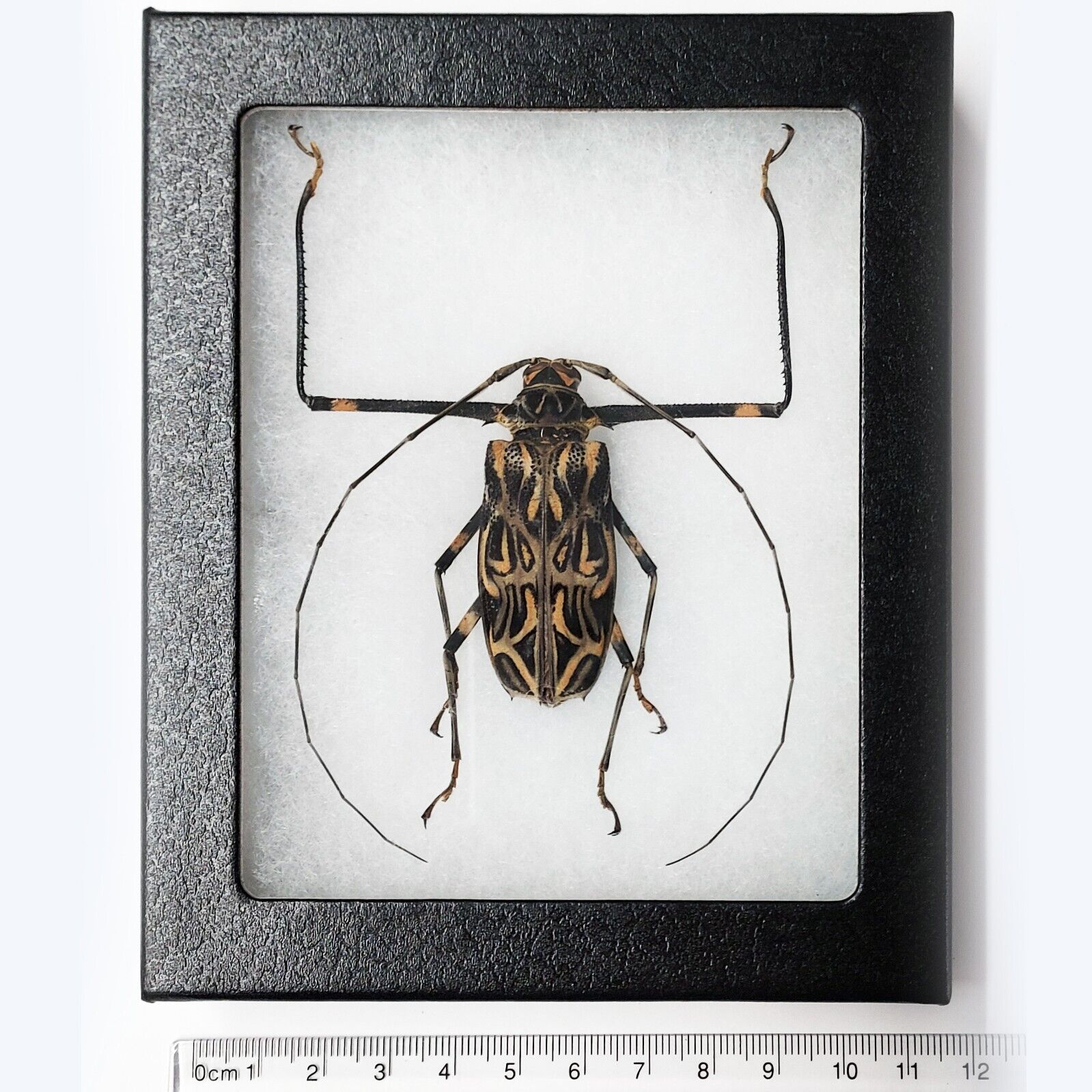 Acrocinus longimanus harlequin beetle female Peru FRAMED