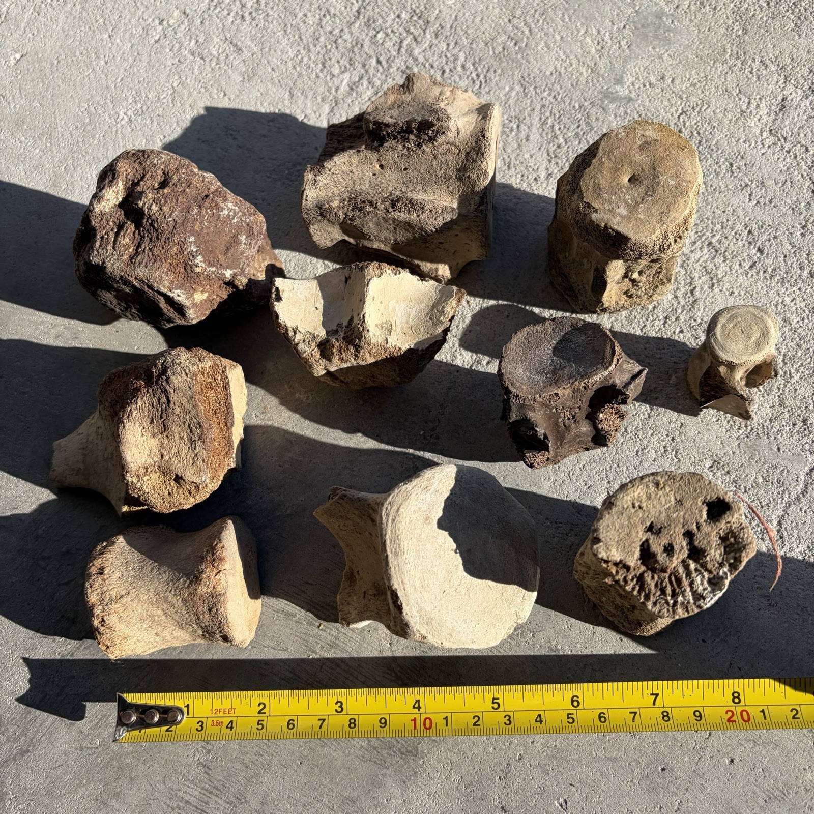 MEGALODON ERA FOSSIL VERTEBRA COLLECTION ANCIENT BONES MARINE MAMMAL
