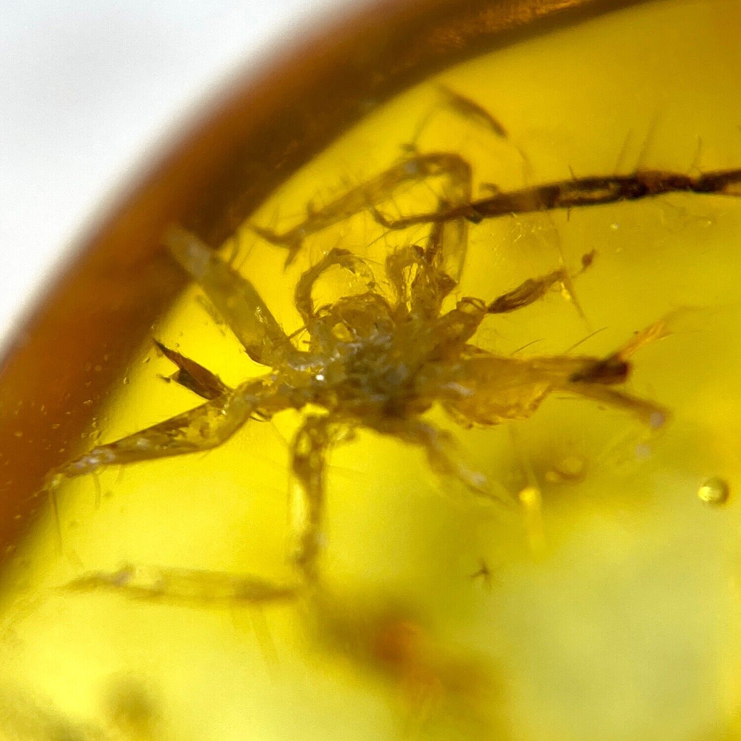 Baltic Amber Spider Inclusion with 4x Magnifying Case