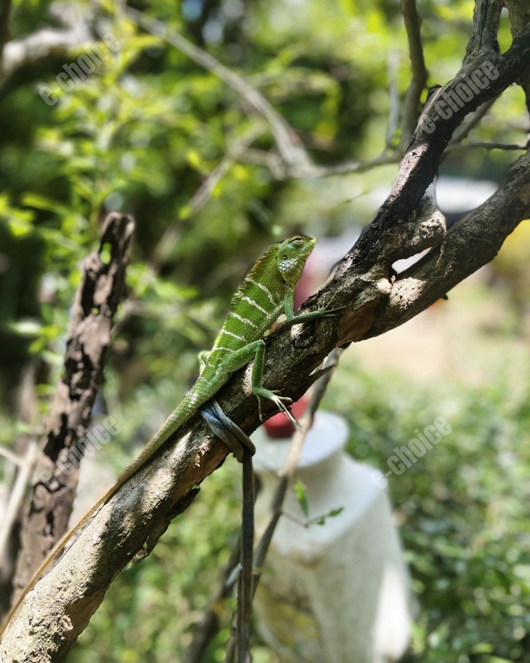 Original Nature Photography Green Garden Lizard on Tree Branch Wildlife Photo