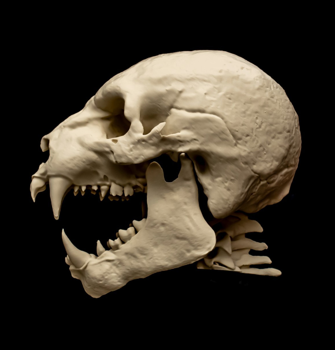 Werewolf Skull Replica Life Size Cryptid Monster Skull Display Model exclusive