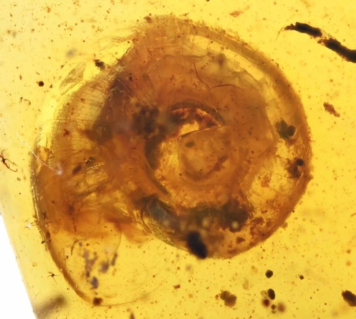 Super Rare Gastropoda (Land Snail), Fossil Inclusion in Burmese Amber