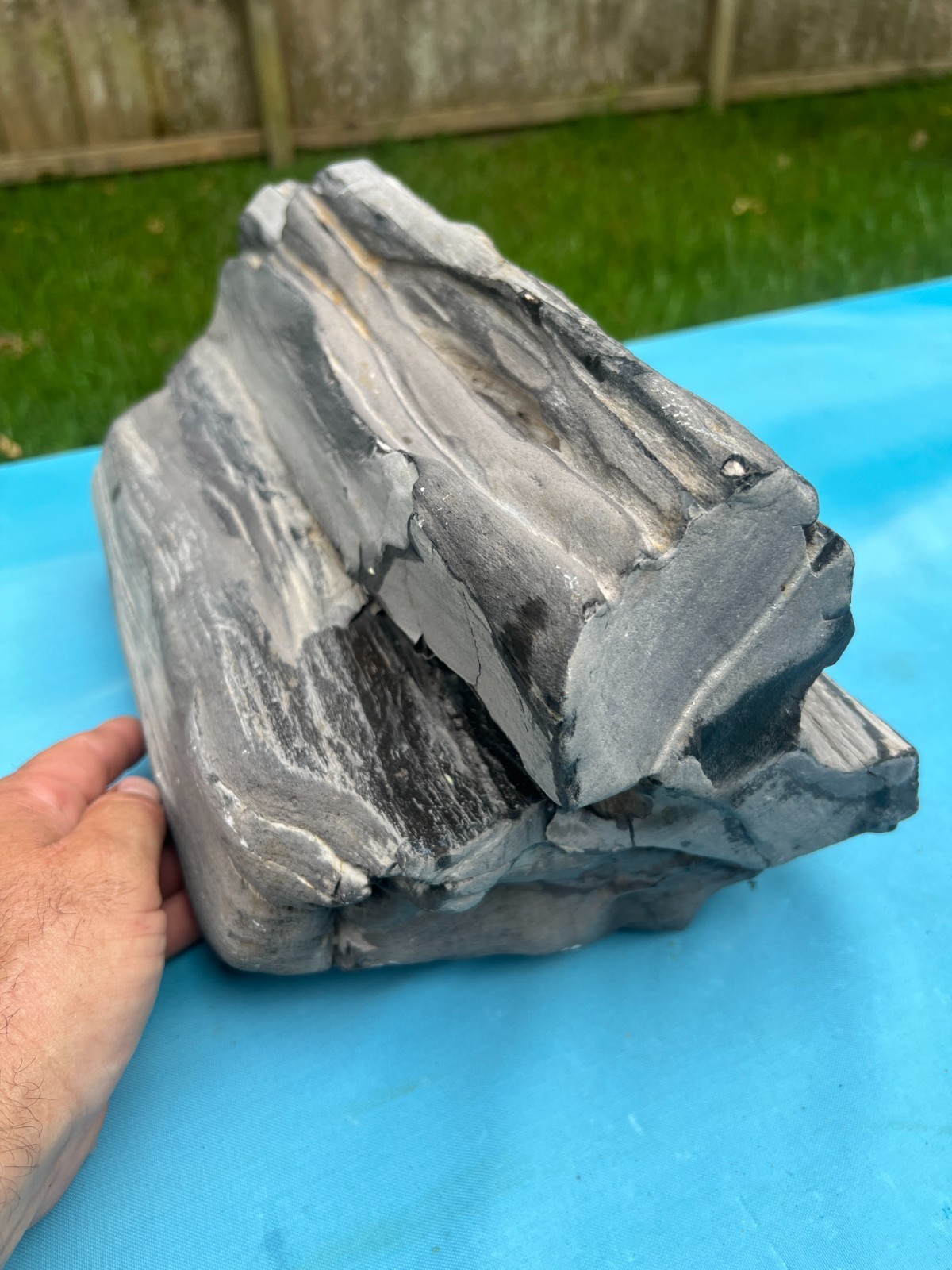 Texas Petrified Wood Large 15x9x8 Agatized Grey/BlK Log Aquascape Orchard Decor Texas Petrified Wood Large 15x9x8 Agatized Grey/BlK Log Aquascape Orchard Decor