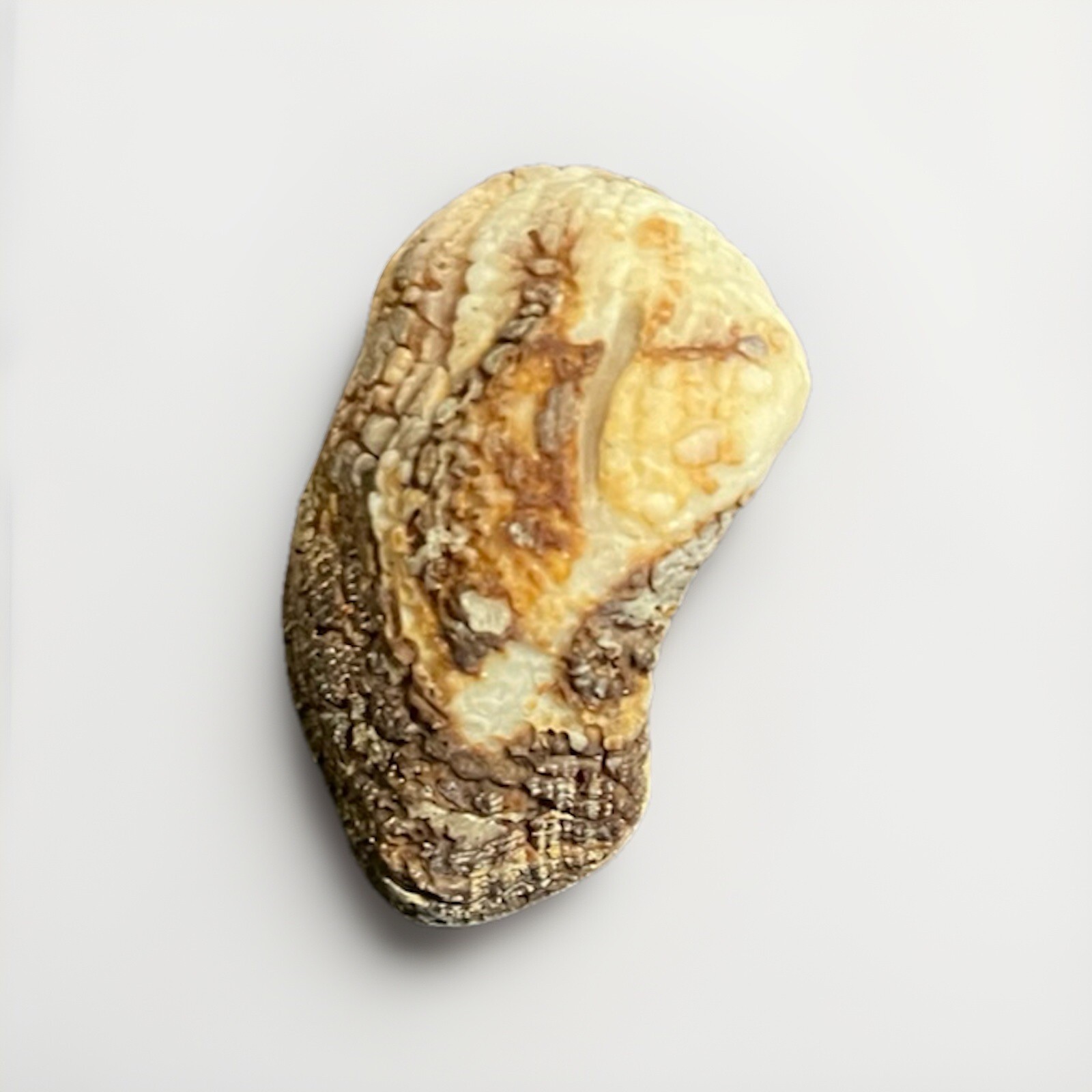 Unique 2” Arc Clam from Florida 