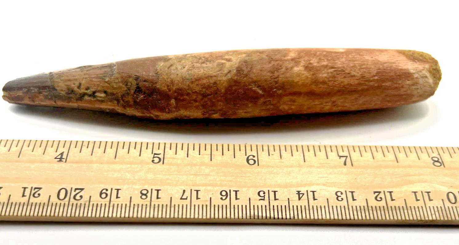 6 INCH LONG SPINOSAURUS TOOTH REAL DINOSAUR TEETH FOSSIL EXTINCT SPINOSAUR RELIC