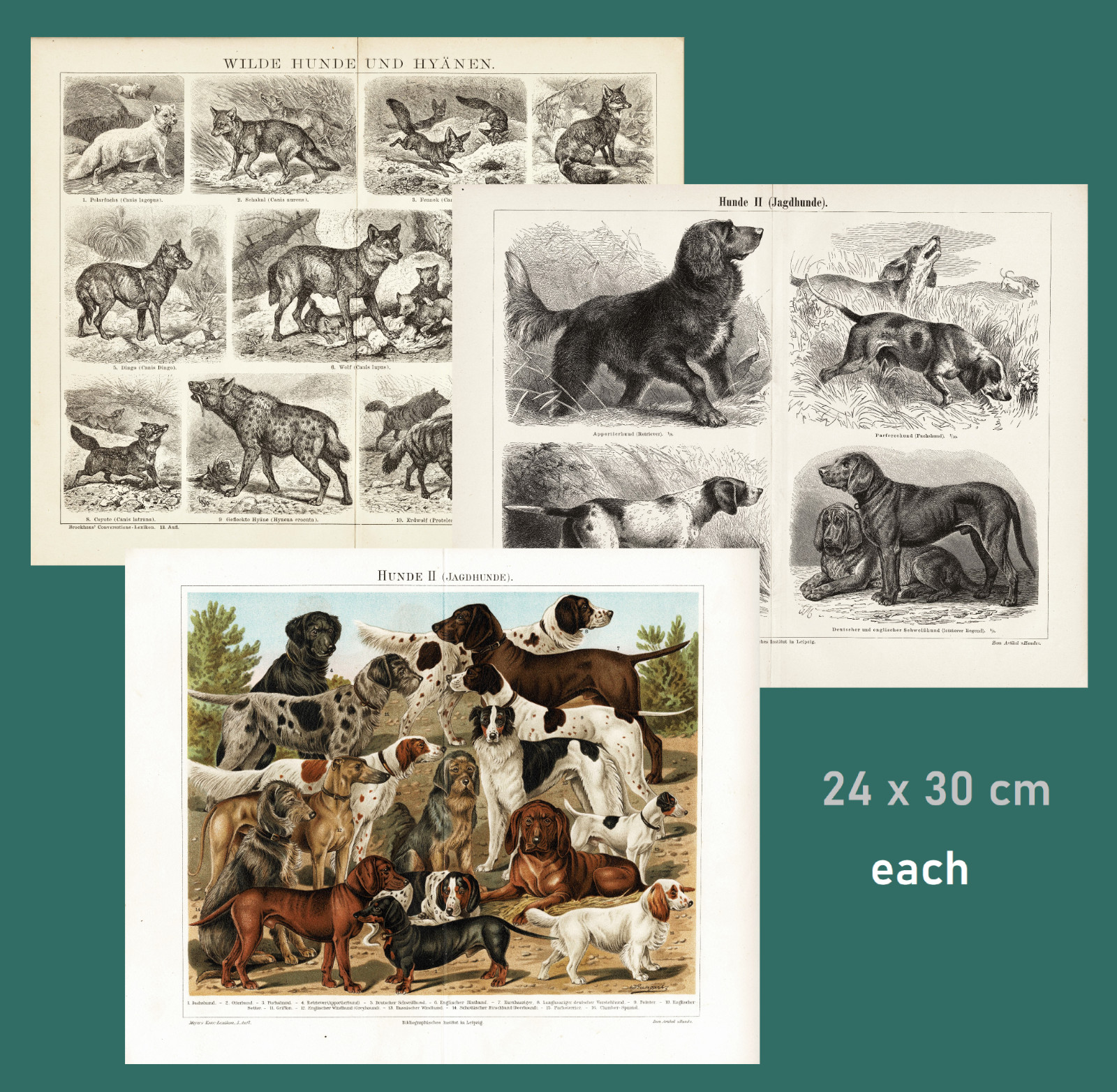 Set of 3 Antique Prints Dogs Hunting Breeds Wild Dogs Chromolithograph c. 1895
