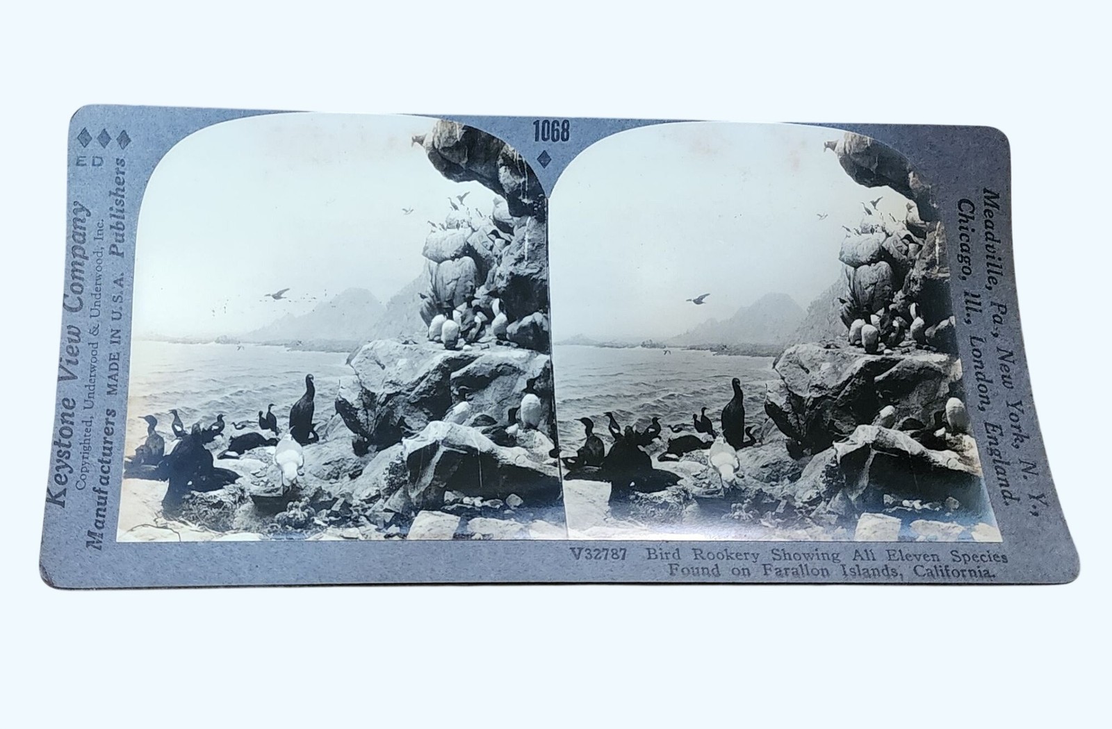 Antique Keystone Stereoview Card Farallon Islands Bird Rookery California