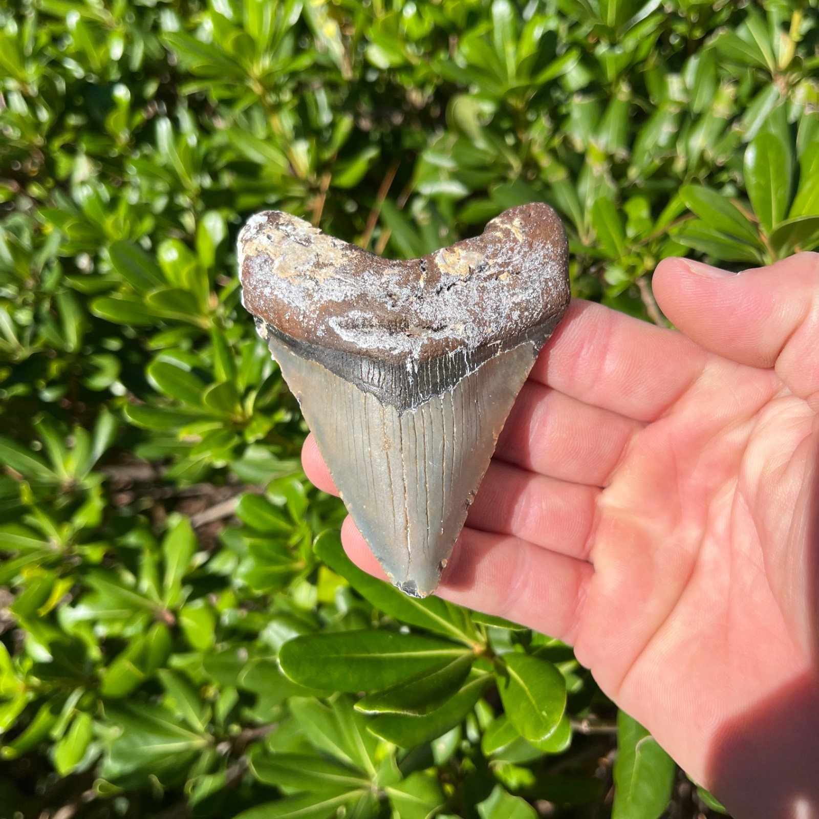 Real Megalodon Shark Tooth 3.68” Big Fossil Shark Teeth From NC Real Megalodon Shark Tooth 3.68” Big Fossil Shark Teeth From NC
