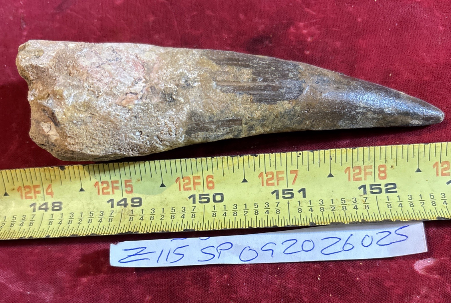 4 7/8 inch spinosaurus tooth