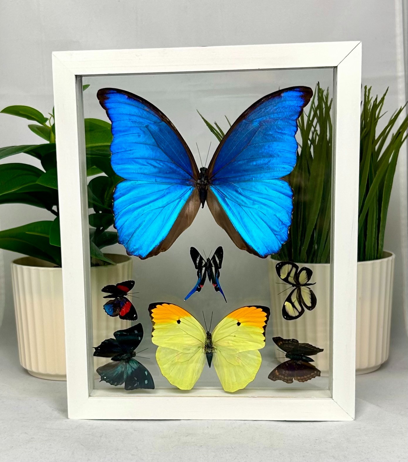 Real Butterflies One Blue Morpho Didius plus 6 amazing butterflies. (7MC002) Real Butterflies One Blue Morpho Didius plus 6 amazing butterflies. (7MC002)