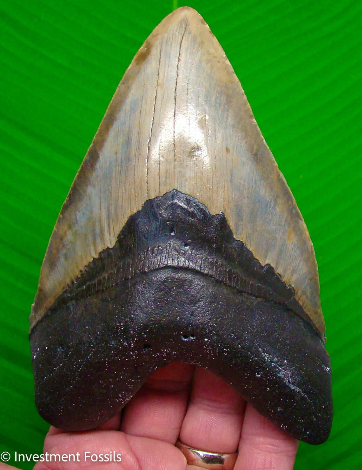 5.80” MEGALODON SHARK TOOTH - 11 ounces  MONSTER Size Real Fossil NO Restoration