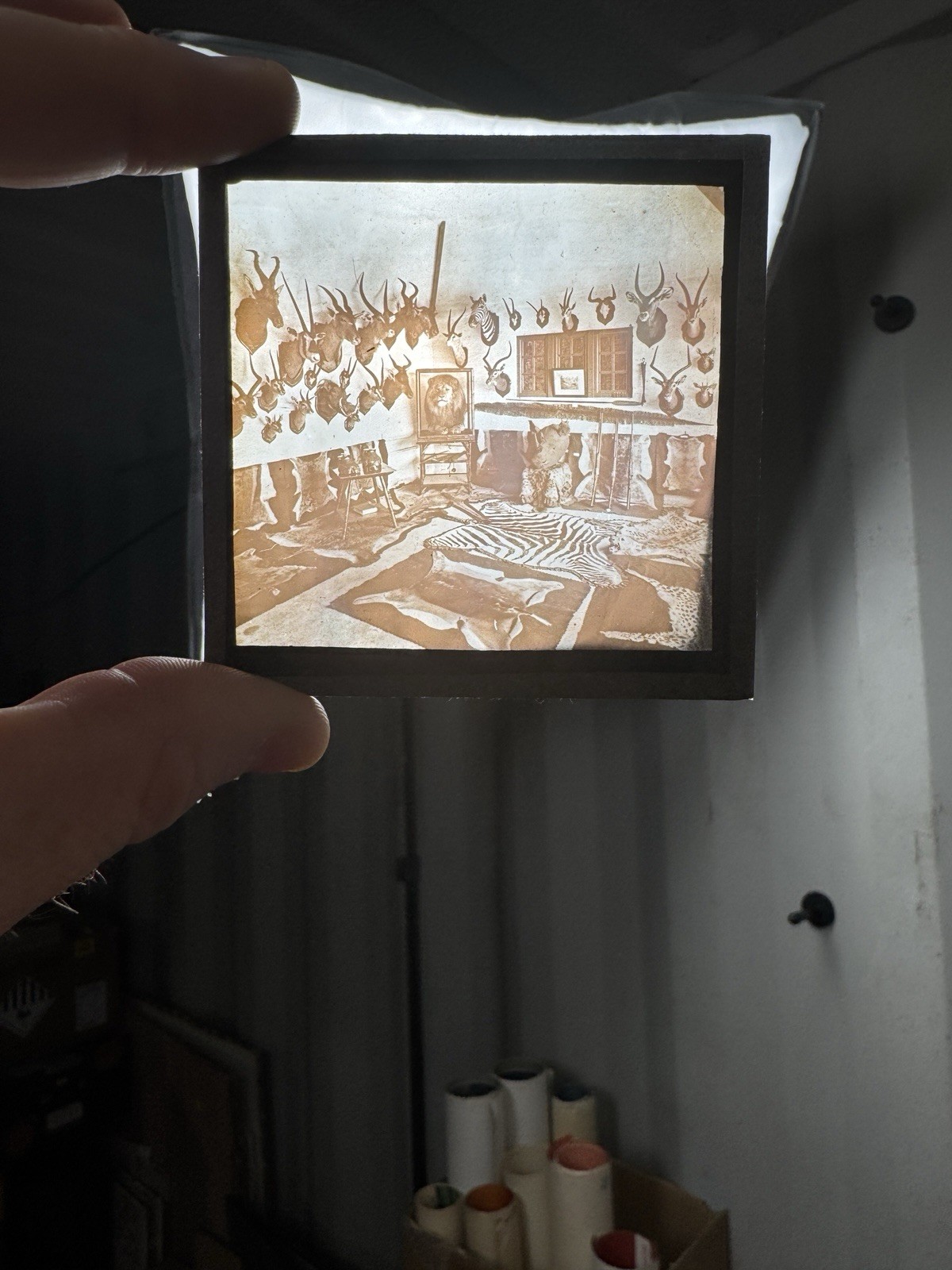 Antique Glass Magic Lantern Slide African Hunting Trophy Room Taxidermy c1900