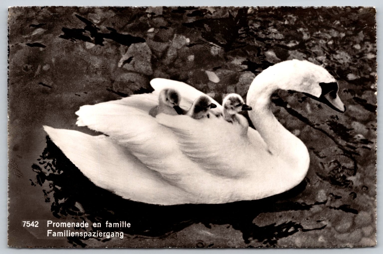 Vintage RPPC Swan with Cygnets on Back \