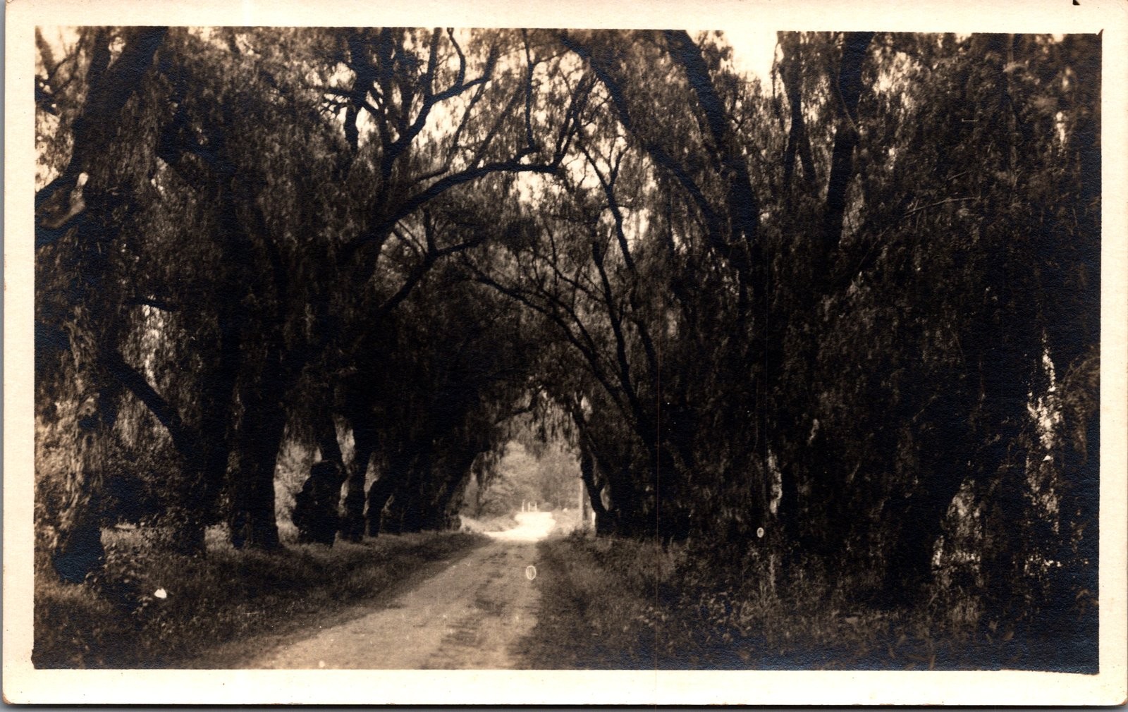 Antique RPPC Postcard Tree Lined Country Road Rural Scene Unposted