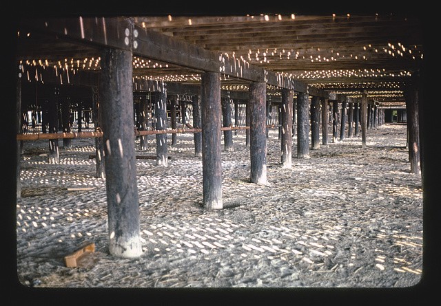 Photo:Wildwood New Jersey 1900s Under Sportland Pier Boardwalk Pilings