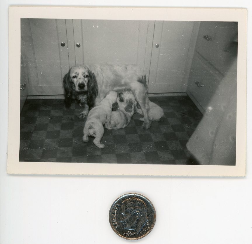 Vintage 1940s mini DOG photo / Beleaguered SPANIEL MAMA Nursing Adorable PUPPIES