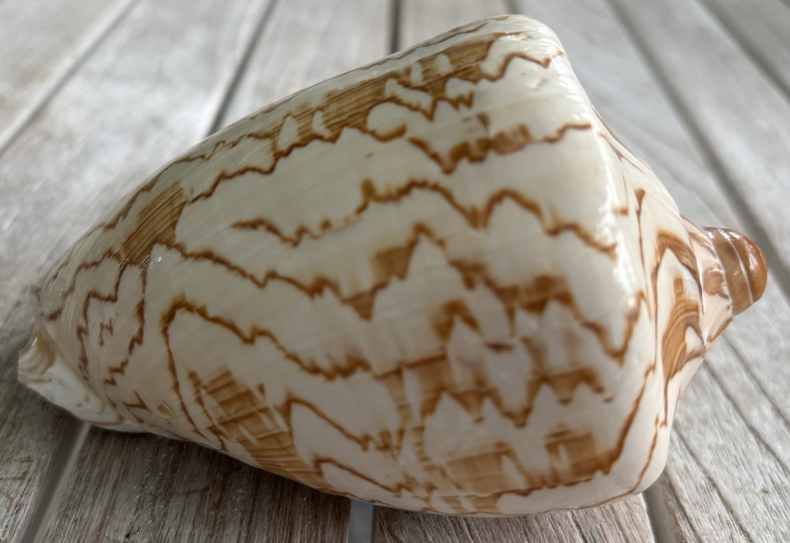 Noble Volute (Cymbiola nobilis) seashell, approximately 10 cm, 13 oz.