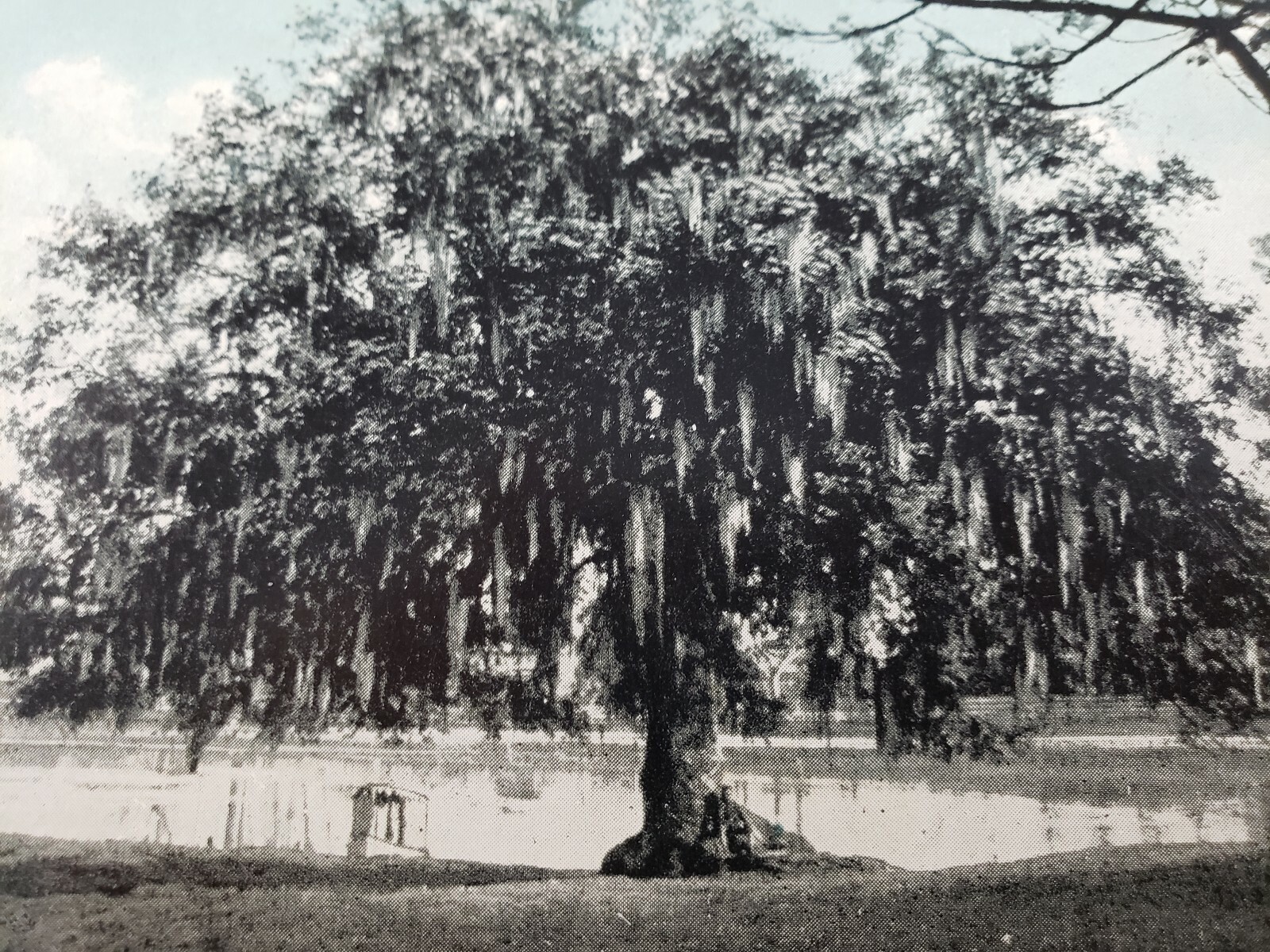 C 1920 Evangeline Oak Bayou Teche St Martinville LA Blue Sky Vintage Postcard 
