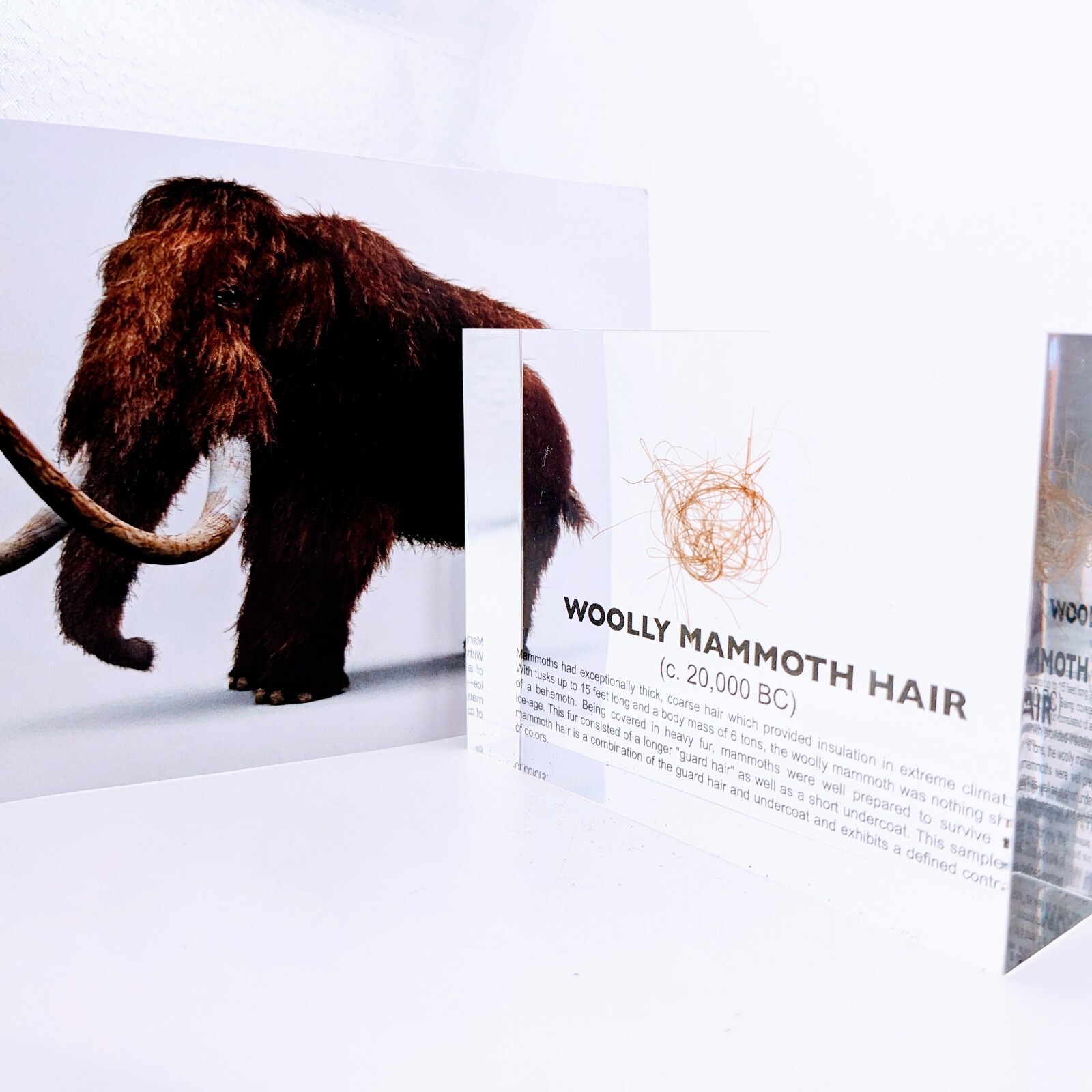 Woolly Mammoth Hair - Lucite Acrylic Artifact Display