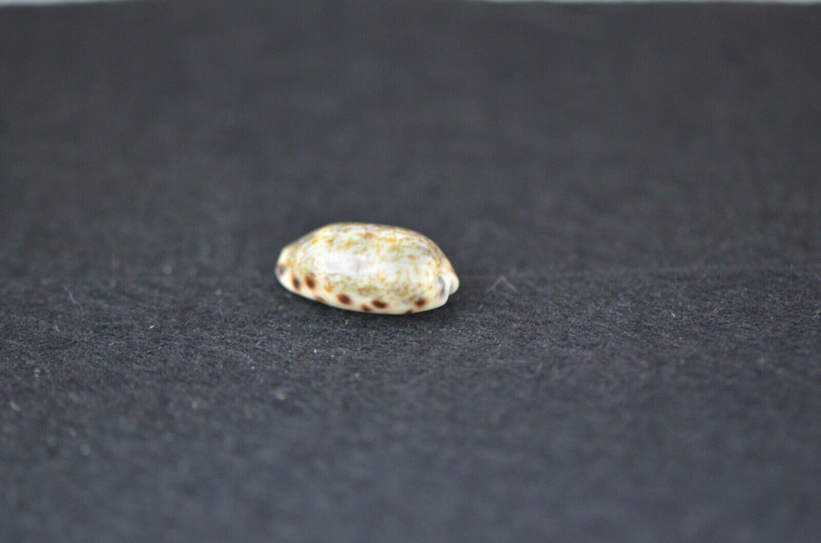 Specimen Cypraea - 16 Choices - Build collection from $1 - Buy more & Save $$$