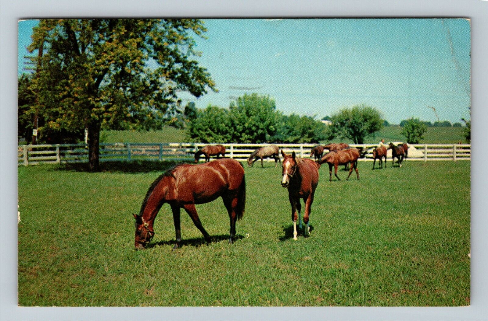 Lexington KY-Kentucky Horses Feeding In Blue Grass Country Chrome c1974 Postcard
