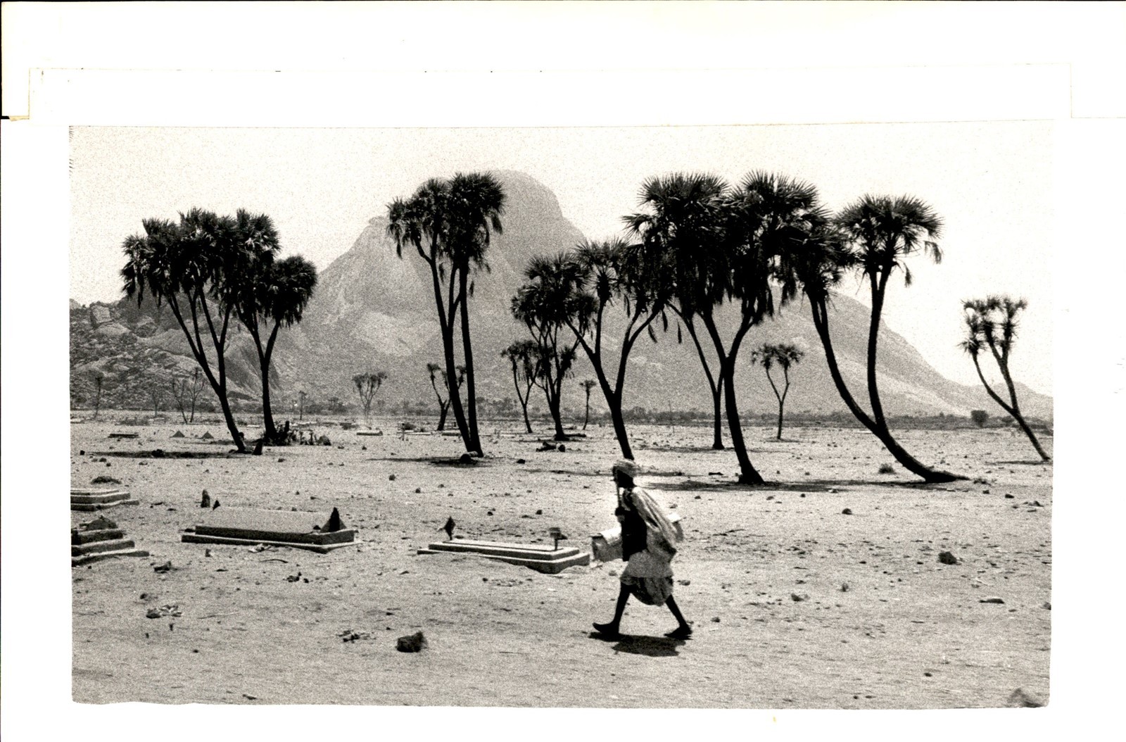 LD419 Original Photo BURIAL GROUNDS AMONG PALM TREES KASSALA REGION OF SUDAN LD419 Original Photo BURIAL GROUNDS AMONG PALM TREES KASSALA REGION OF SUDAN