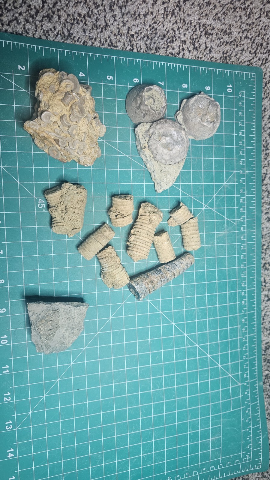 Crinoid Flower, Stems And Holdfast Including Ones With Crystal Replacement 