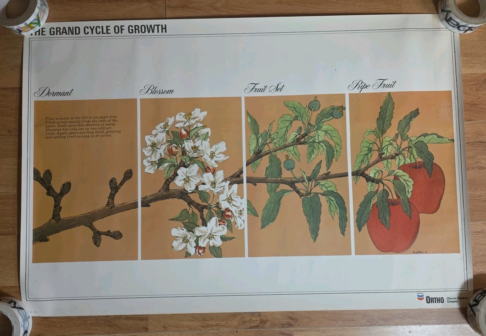 Vintage Poster Apple Tree Cycle of Growth classroom science botany ortho fruit