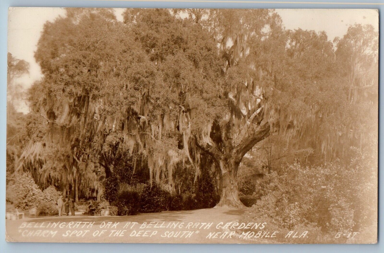 Mobile AL Postcard RPPC Photo Bellingrath Oak At  Bellingrath Gardens Charm Spot