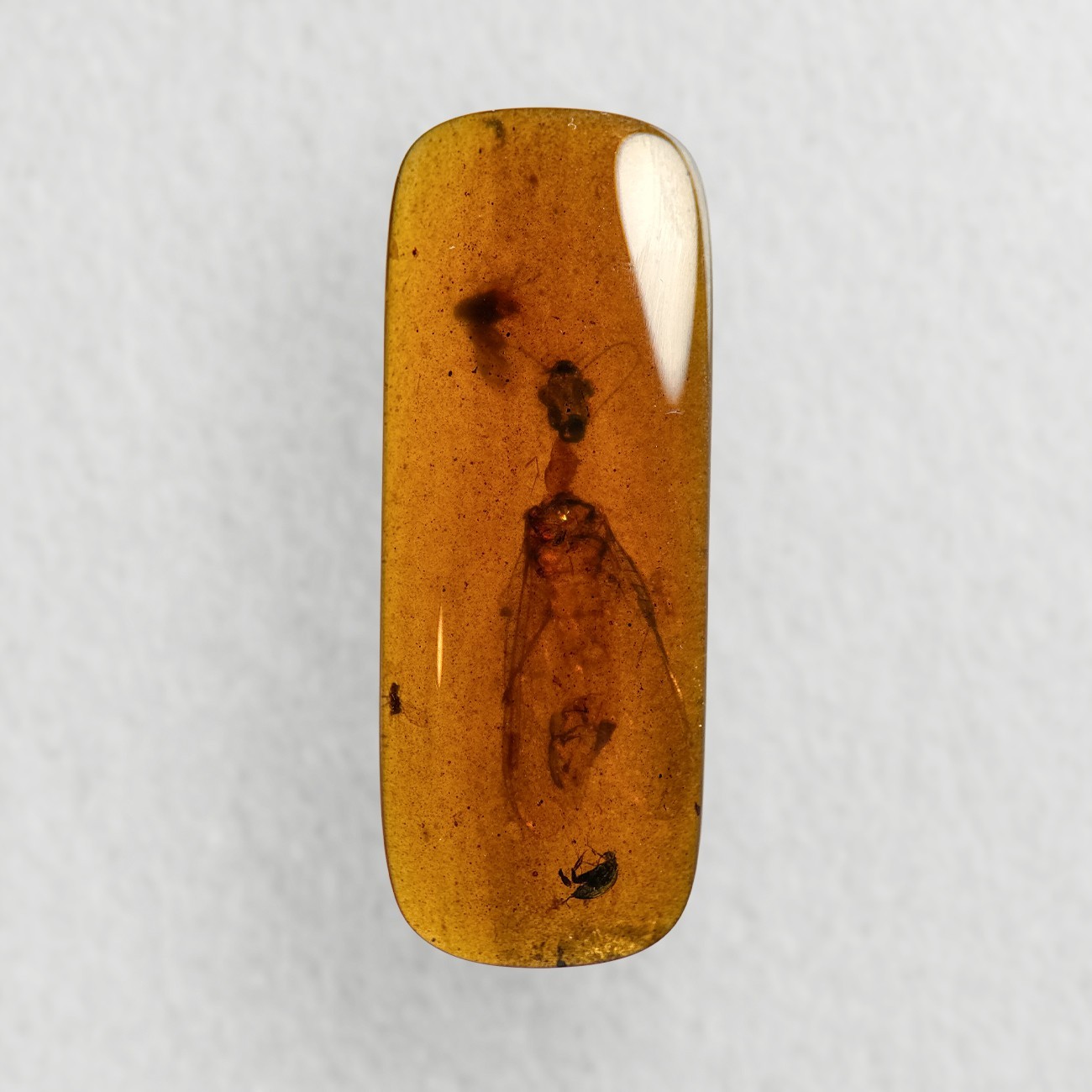 HUGE SNAKEFLY in Burmese / Burmite amber fossil / 100% genuine amber