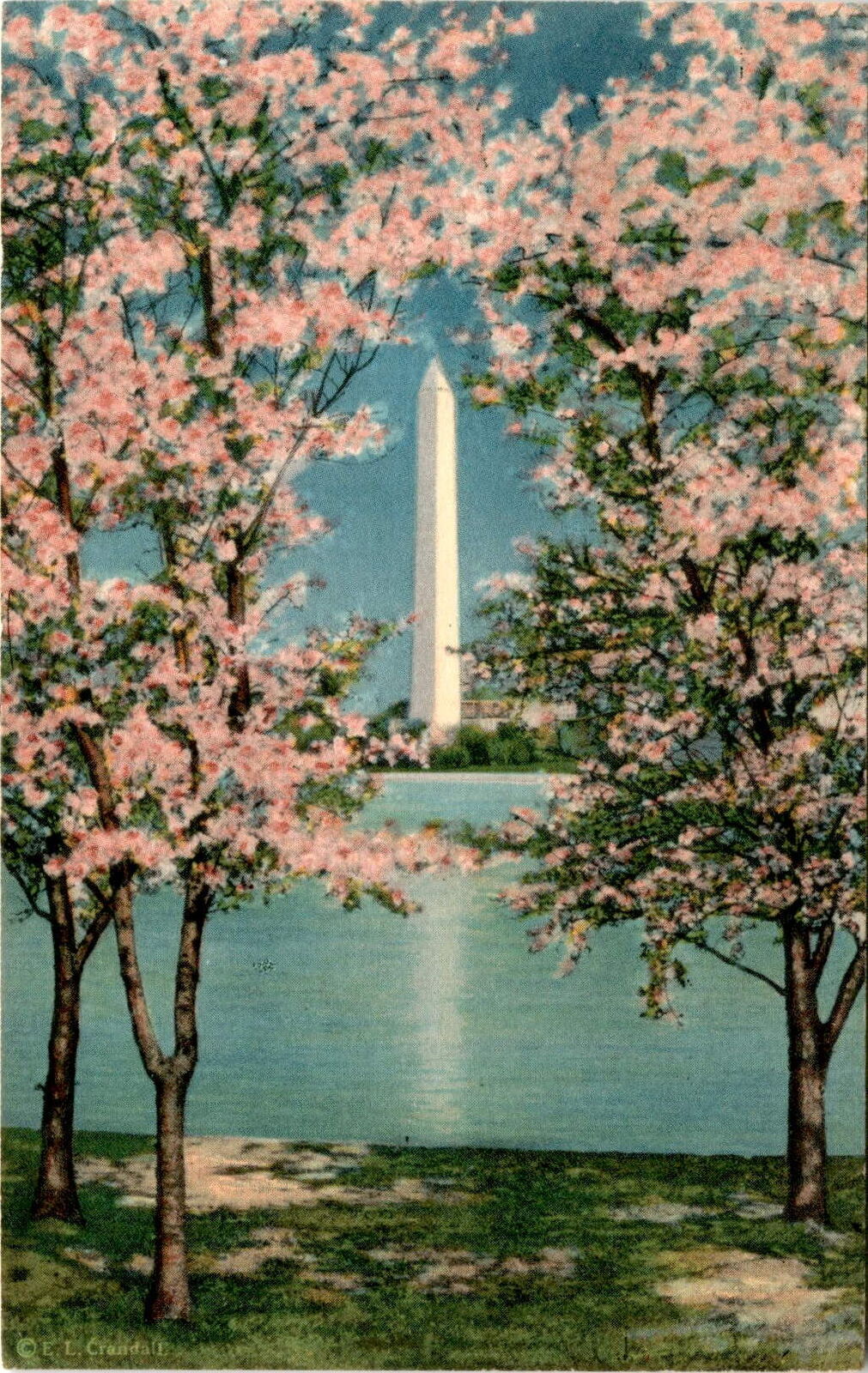 Brooklyn, Washington Monument, Cherry Blossoms, Washington, Cherry Postcard