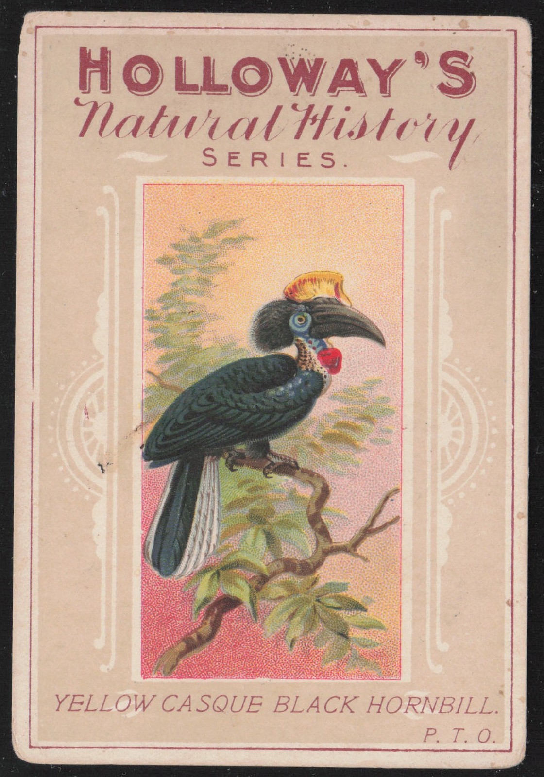 Yellow Casque Black Hornbill 1930s Holloway's Natural History Series Birds #5