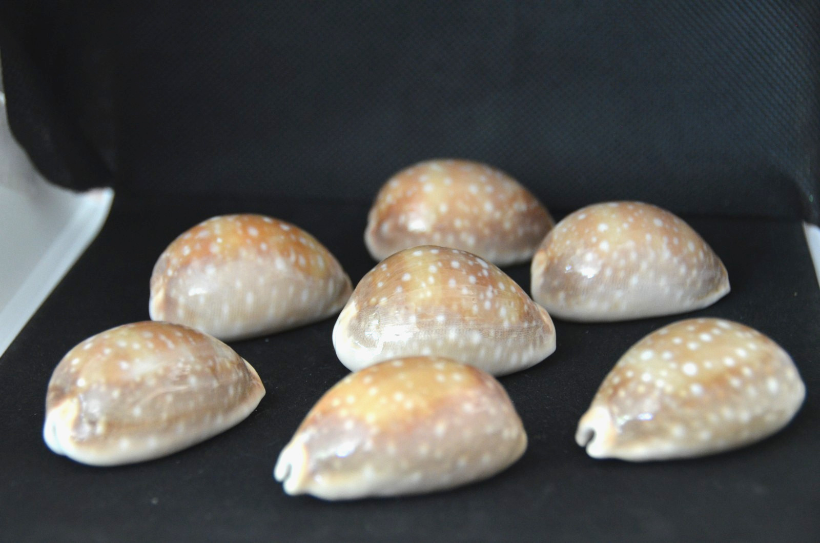 1 Specimen Lyncina vitellus (Cypraea)  56-57 mm