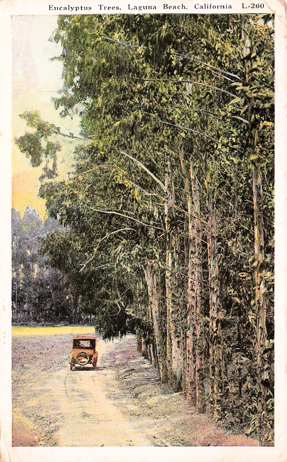 Laguna Beach CA California Eucalyptus Trees Forest Ave Pasadena Vtg Postcard F29