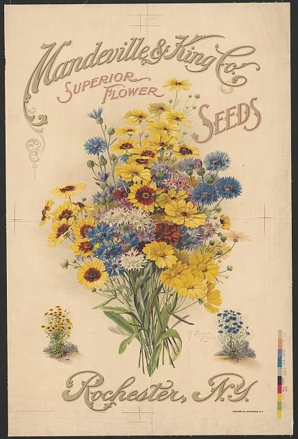 Photo:Rochester NY Mandeville King Co Flower Seeds Poster c1907
