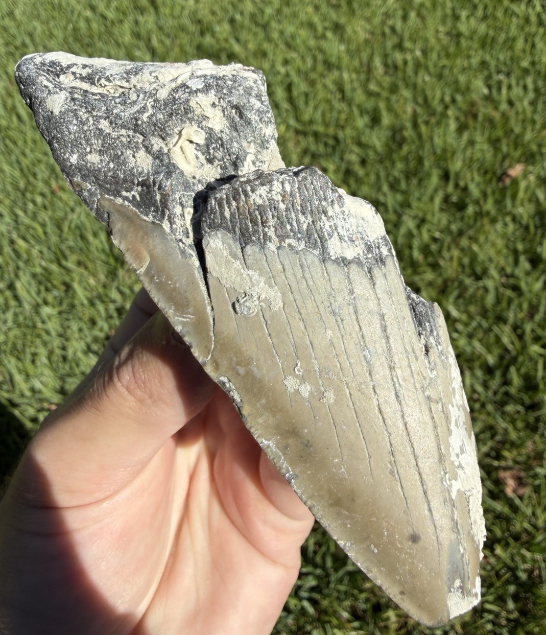 4.60” Megalodon Shark Tooth Fossil Real Shark Teeth No Restoration Partial 4.60” Megalodon Shark Tooth Fossil Real Shark Teeth No Restoration Partial