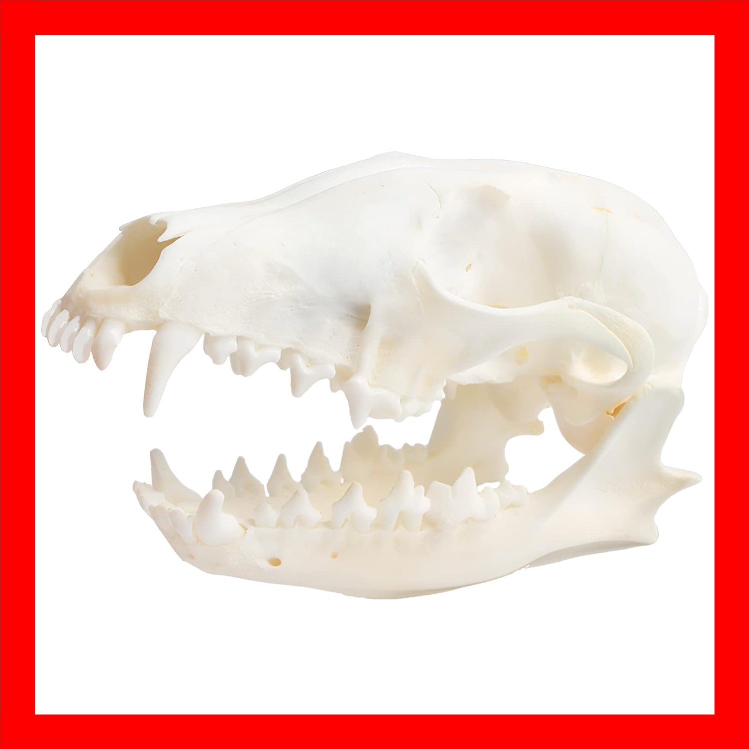 Wixine 1Pcs Real Red Fox Bones Skull Fox Head Skeleton Natural Teeth Bone Spe...
