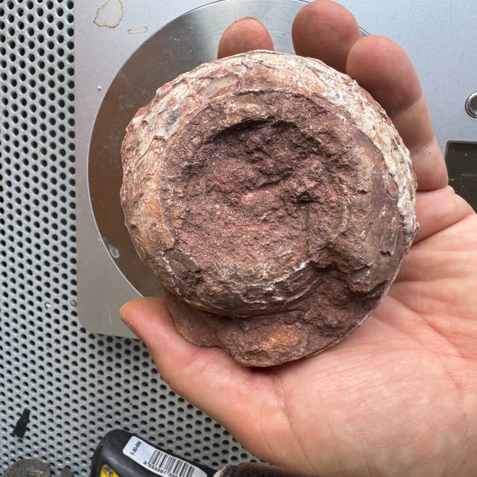 Ready to prep large Ammonite, Pemian Timor