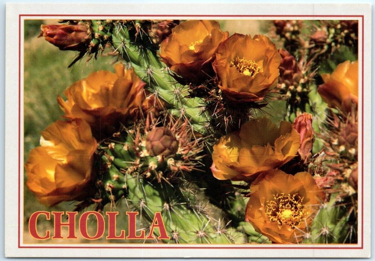 Postcard - Clusters Of Cholla Blooms - the Southwest