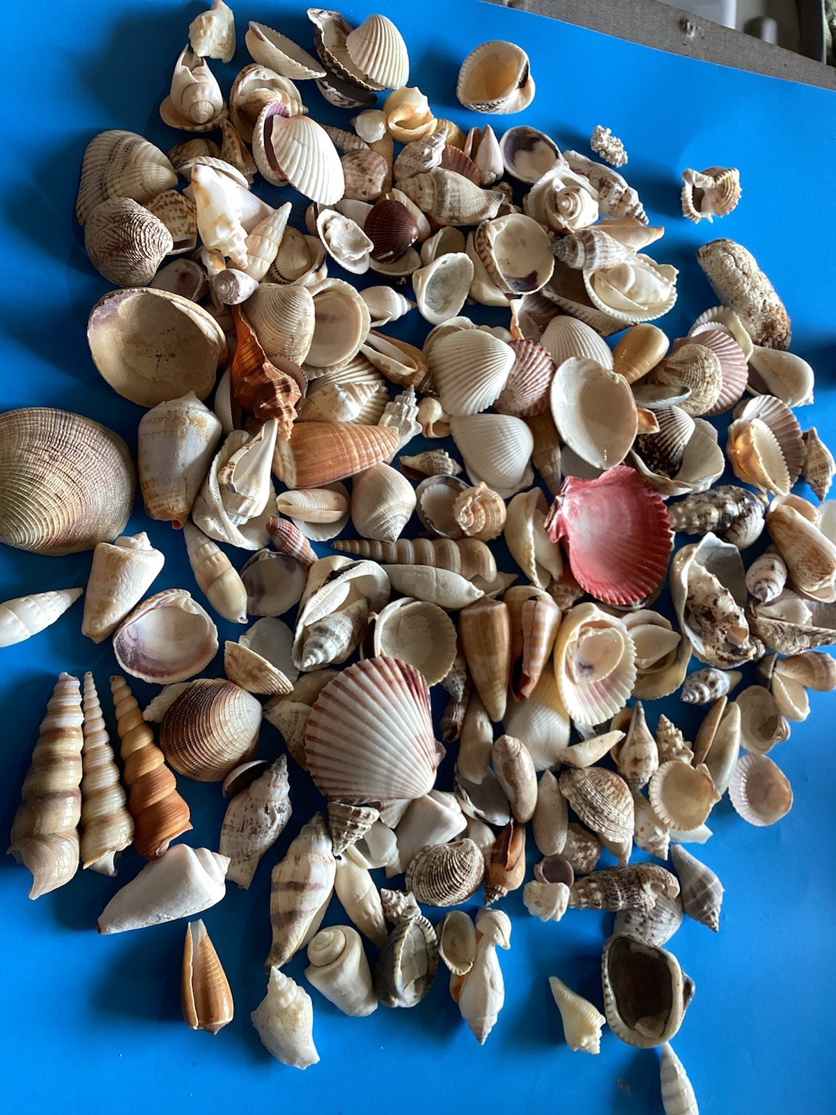 large sea shell lot , Over 170 Shells SCUBA DIVERS SHELL, HARD TO FIND SHELLS 1