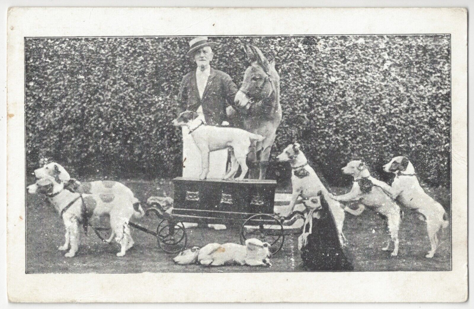 1910 Performing Fox Terrier Dogs, Donkey & Trainer - Vintage Postcard