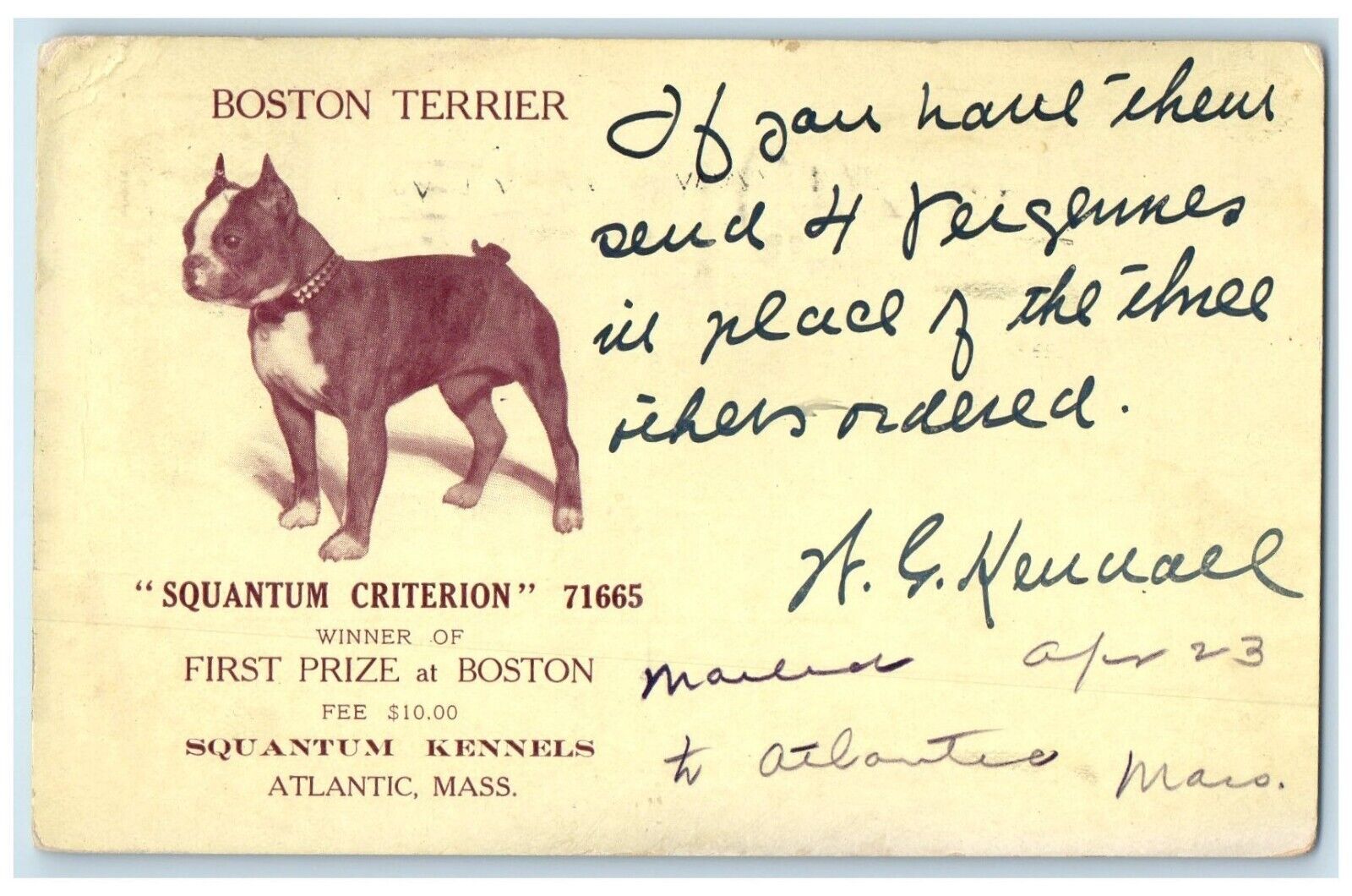 1909 Boston Terrier Squantum Kennels Dog Show Atlantic Massachusetts MA Postcard