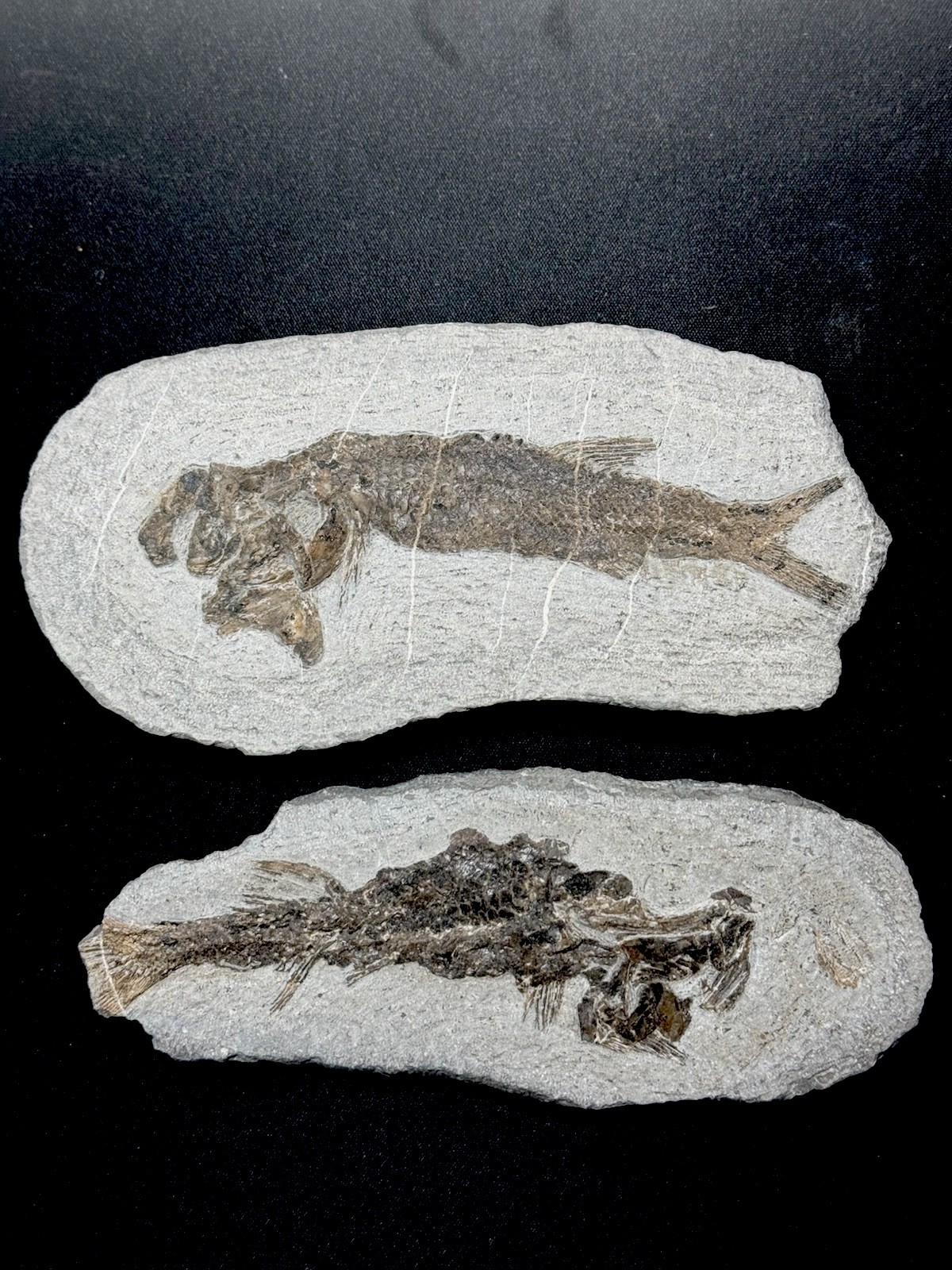 2 pcs fossil fish ，perleidus,  Jurong China