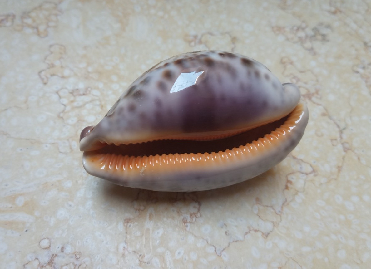F Cypraea rosea mappa WOW F++++ singularis great pattern 76.7 mm natural glossy
