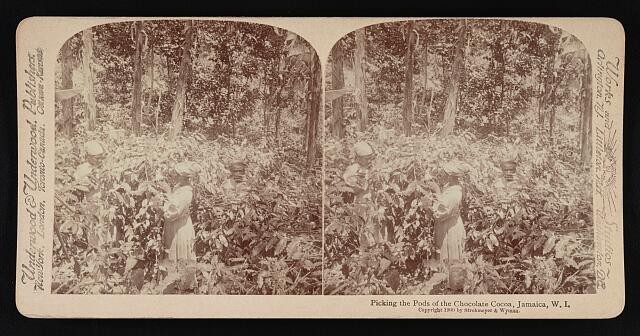 Photo:Jamaica W.I. 1900 Cocoa Pod Picking Woman Plantation Stereograph