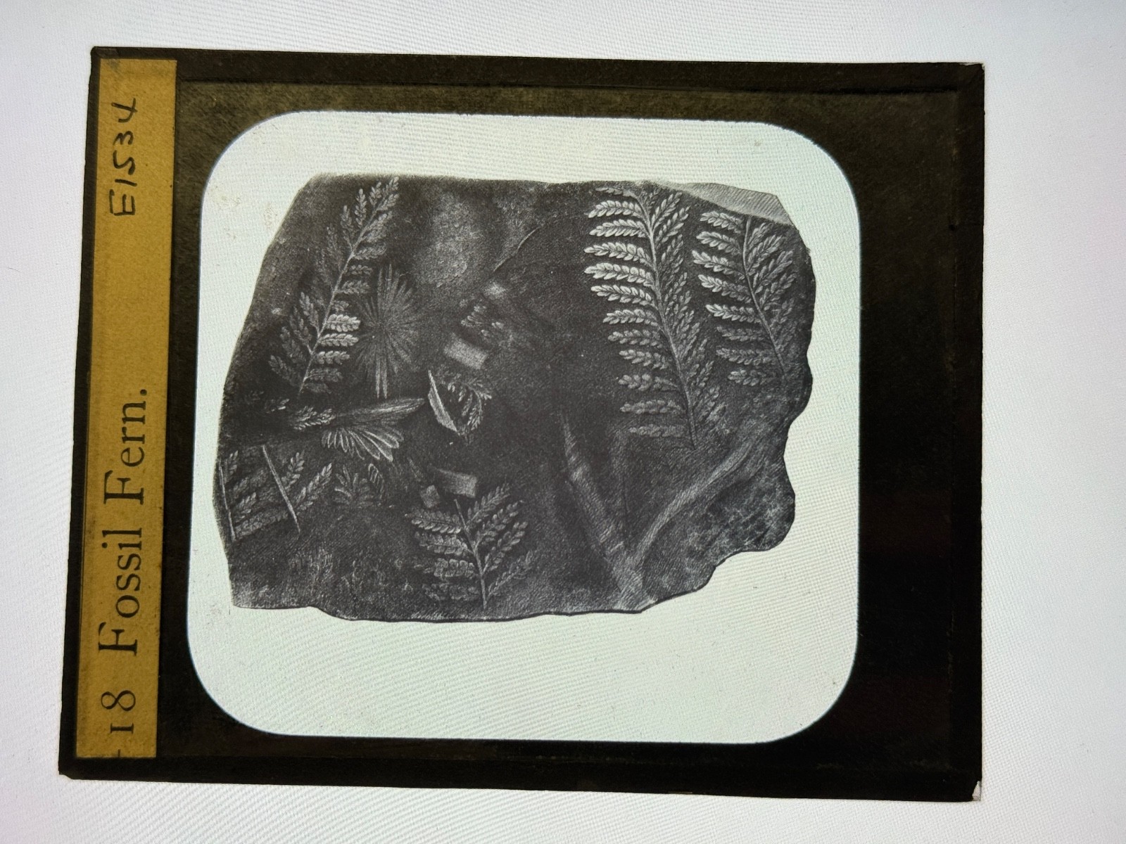 Antique Magic Lantern Slide Fossil of Prehistoric Fern Antique Magic Lantern Slide Fossil of Prehistoric Fern
