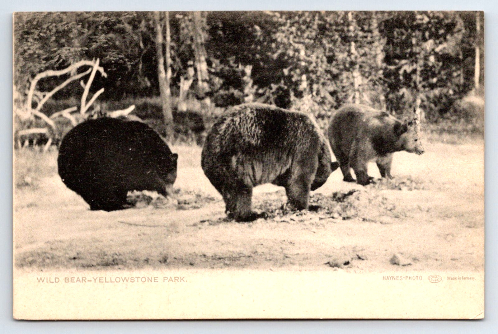 RARE* HAYNES YELLOWSTONE POSTCARD, GREY SERIES GREEN BACK UNDIVIDED RARE* HAYNES YELLOWSTONE POSTCARD, GREY SERIES GREEN BACK UNDIVIDED