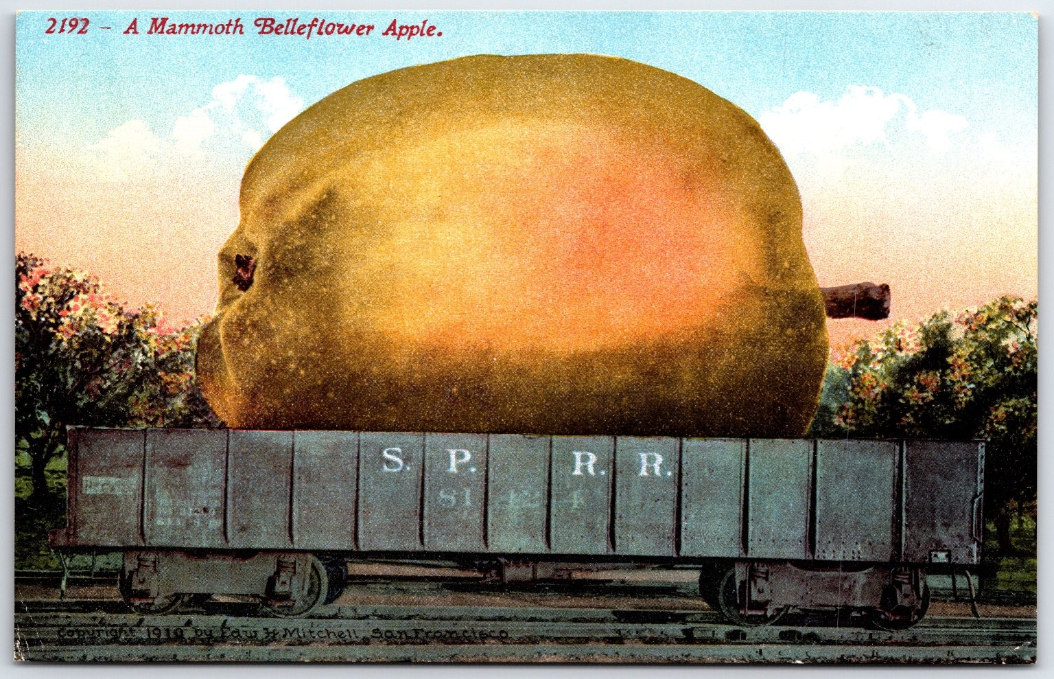 1910 Mammoth Belleflower Apple Giant Fruit Sprr Railroad Postcard Edw Mitchell 1910 Mammoth Belleflower Apple Giant Fruit Sprr Railroad Postcard Edw Mitchell