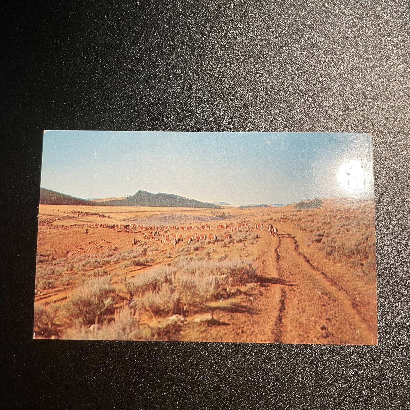 Cattle On Trail To Home Pastures Vintage Postcard Cows Grazing Plains
