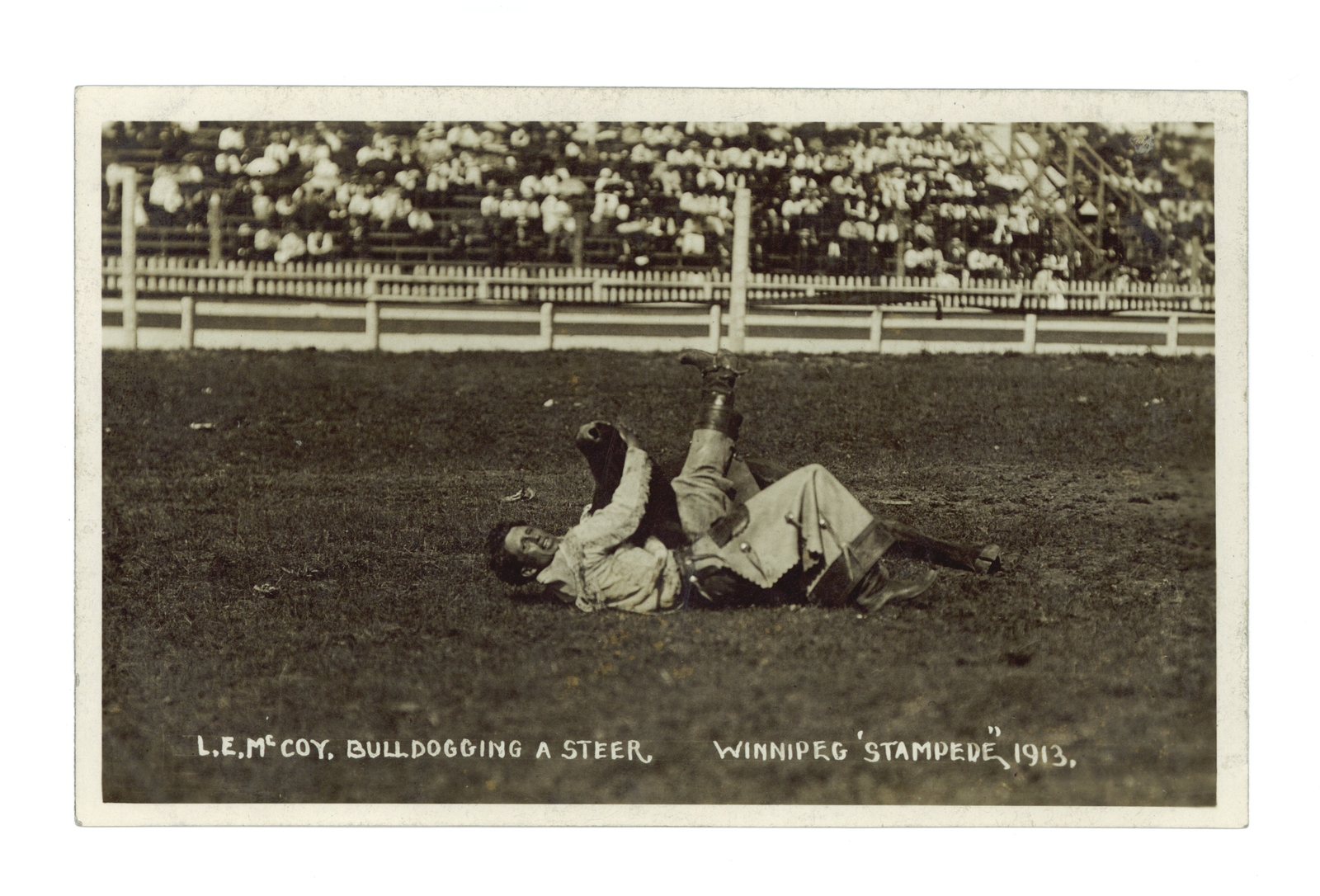 L E McCoy bulldogging a steer Winnipeg Stampede 1913 - a cowboy wr- Old Photo